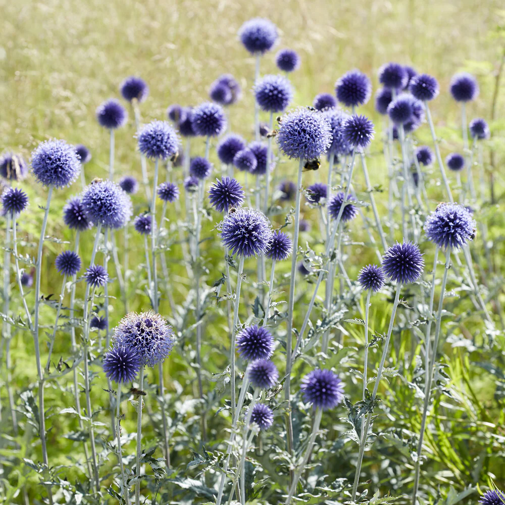 Kogeldistel Vetritch Blue - Image 4