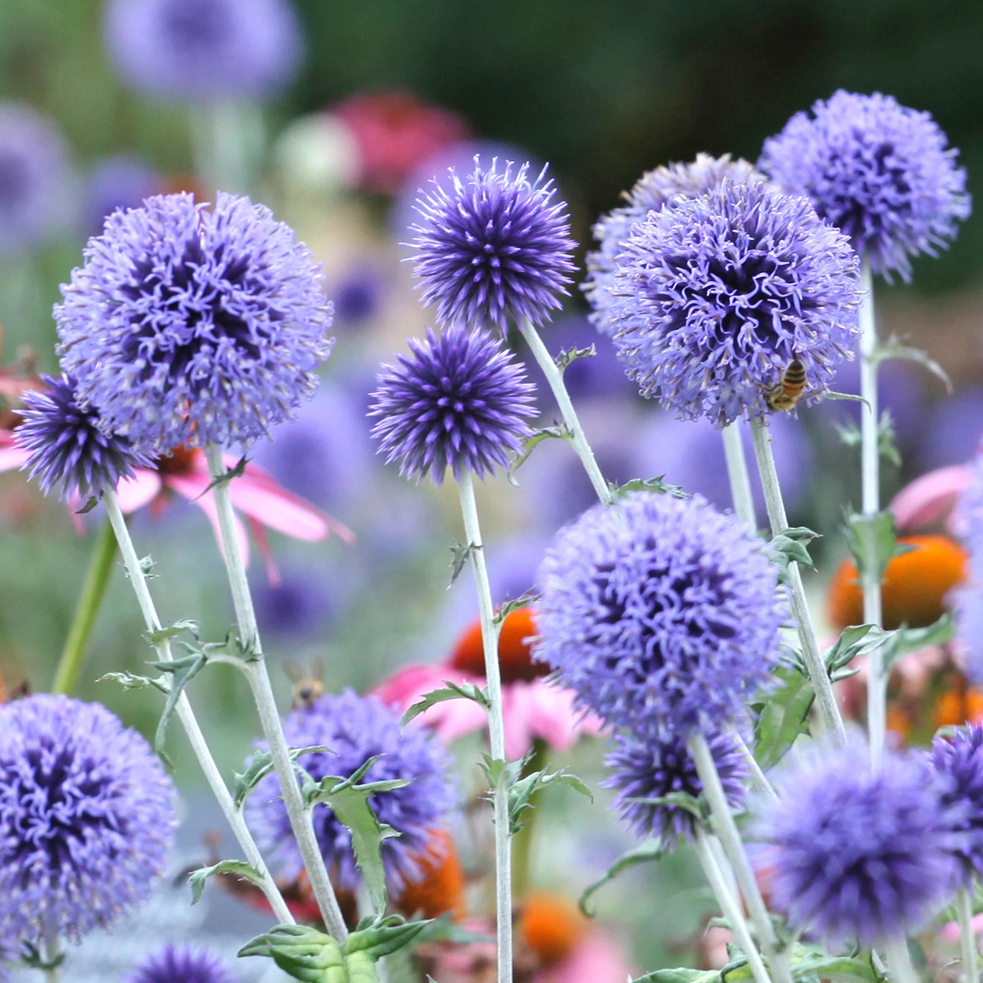 Kogeldistel Vetritch Blue - Image 5
