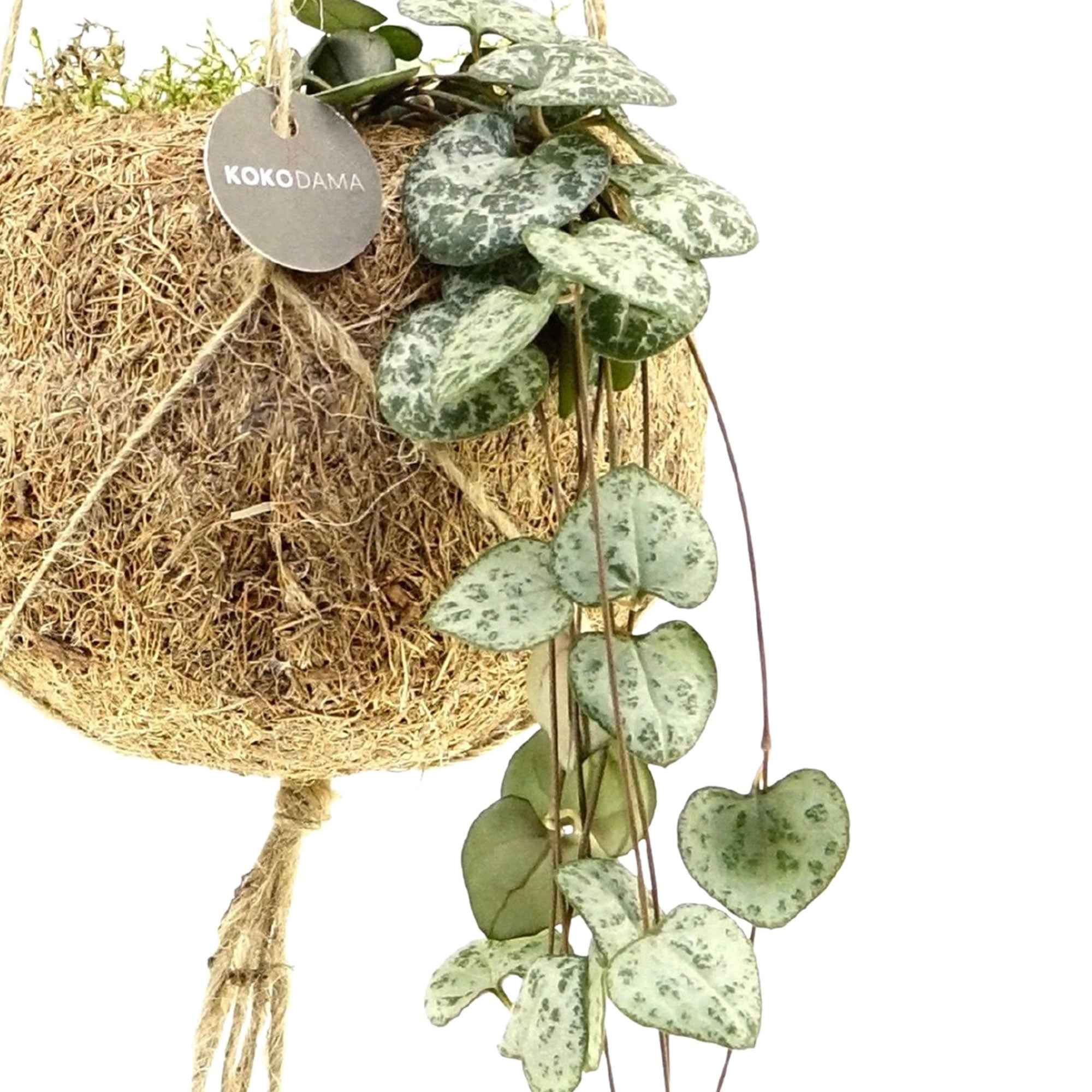 Kokodama Chinees lantaarntje Ceropegia woodii incl. kokopot - Hangplant
