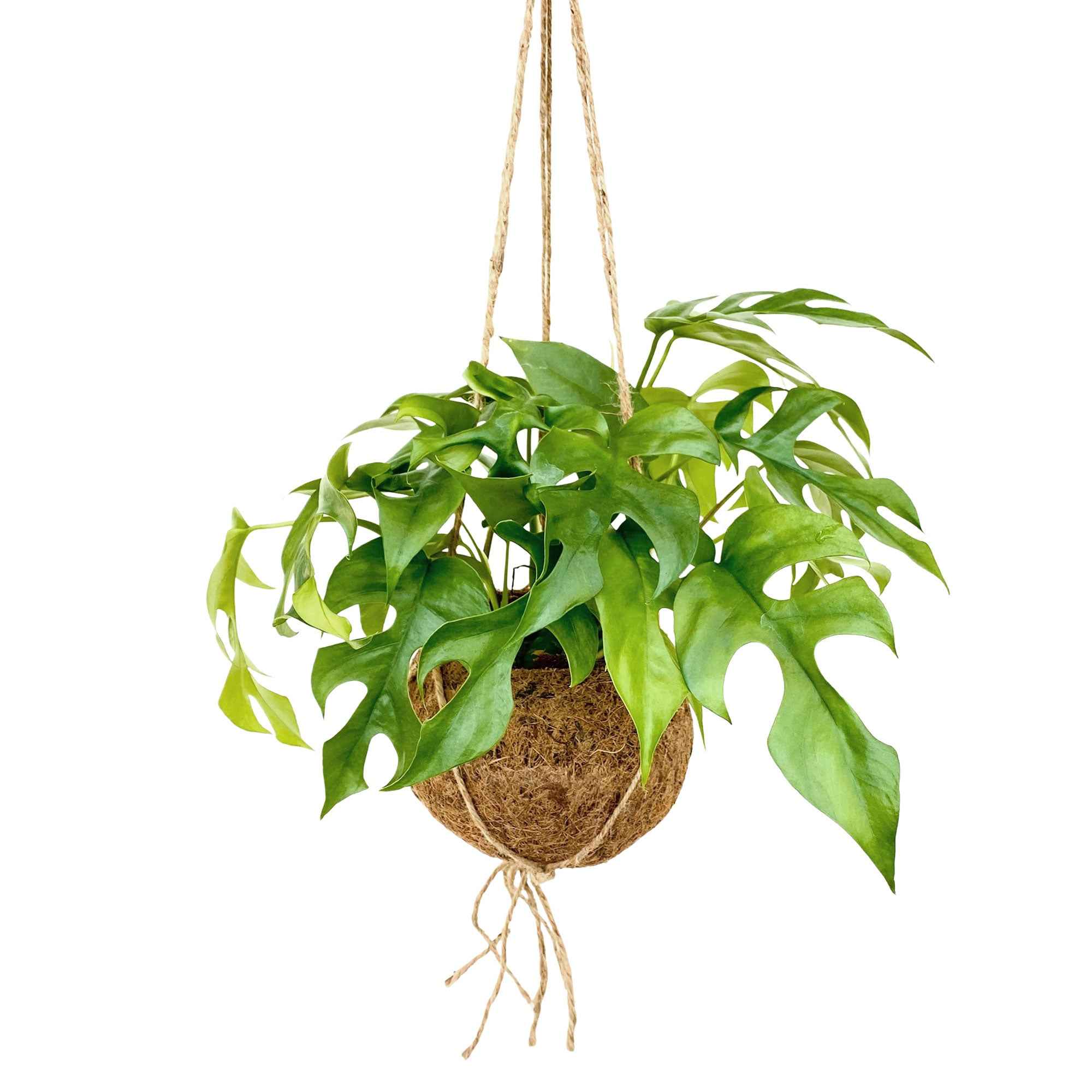 Kokodama Gatenplant Monstera minima incl. kokopot