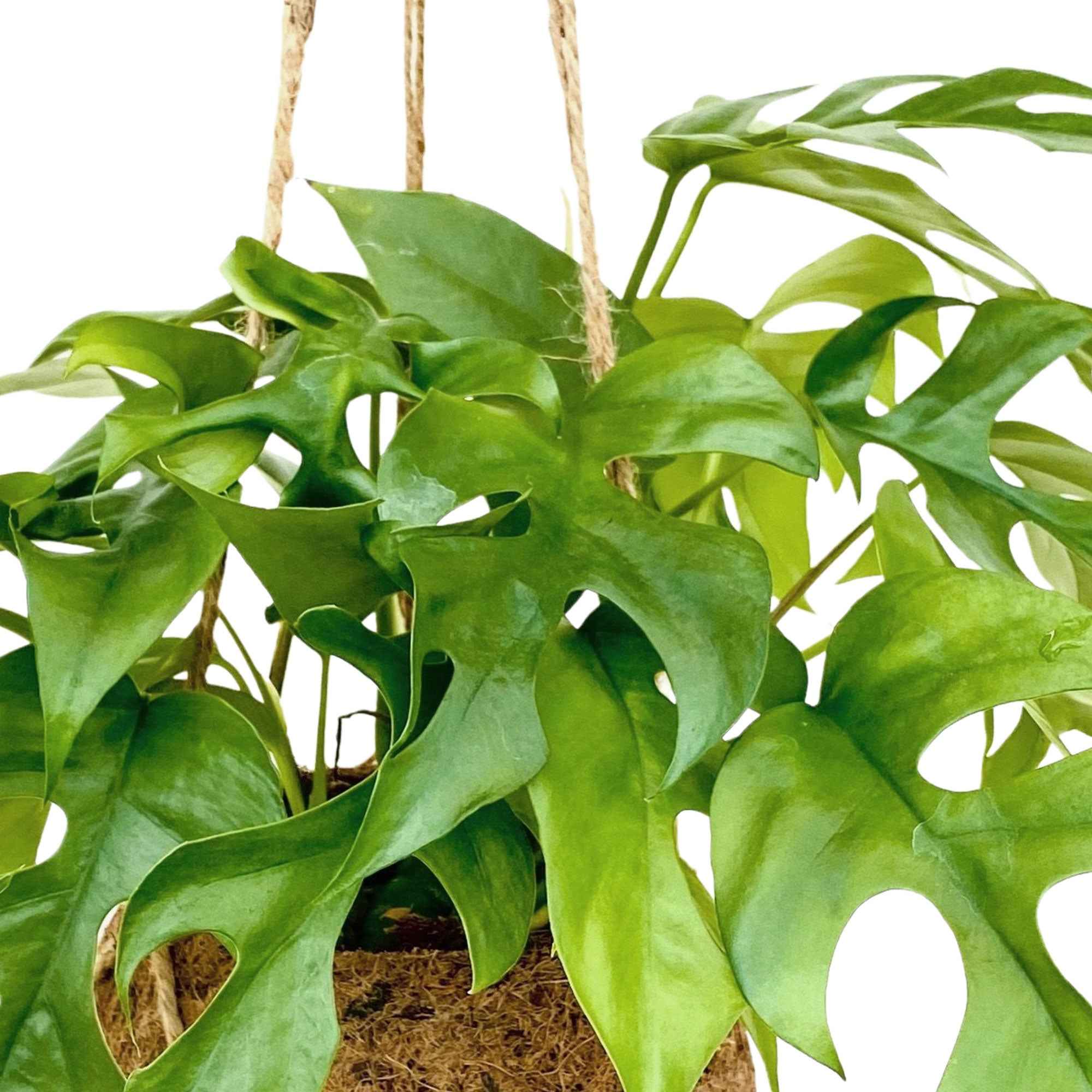 Kokodama Gatenplant Monstera minima incl. kokopot - Image 2