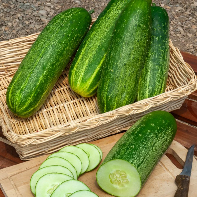 Komkommer 'Le Généreux' - Image 2