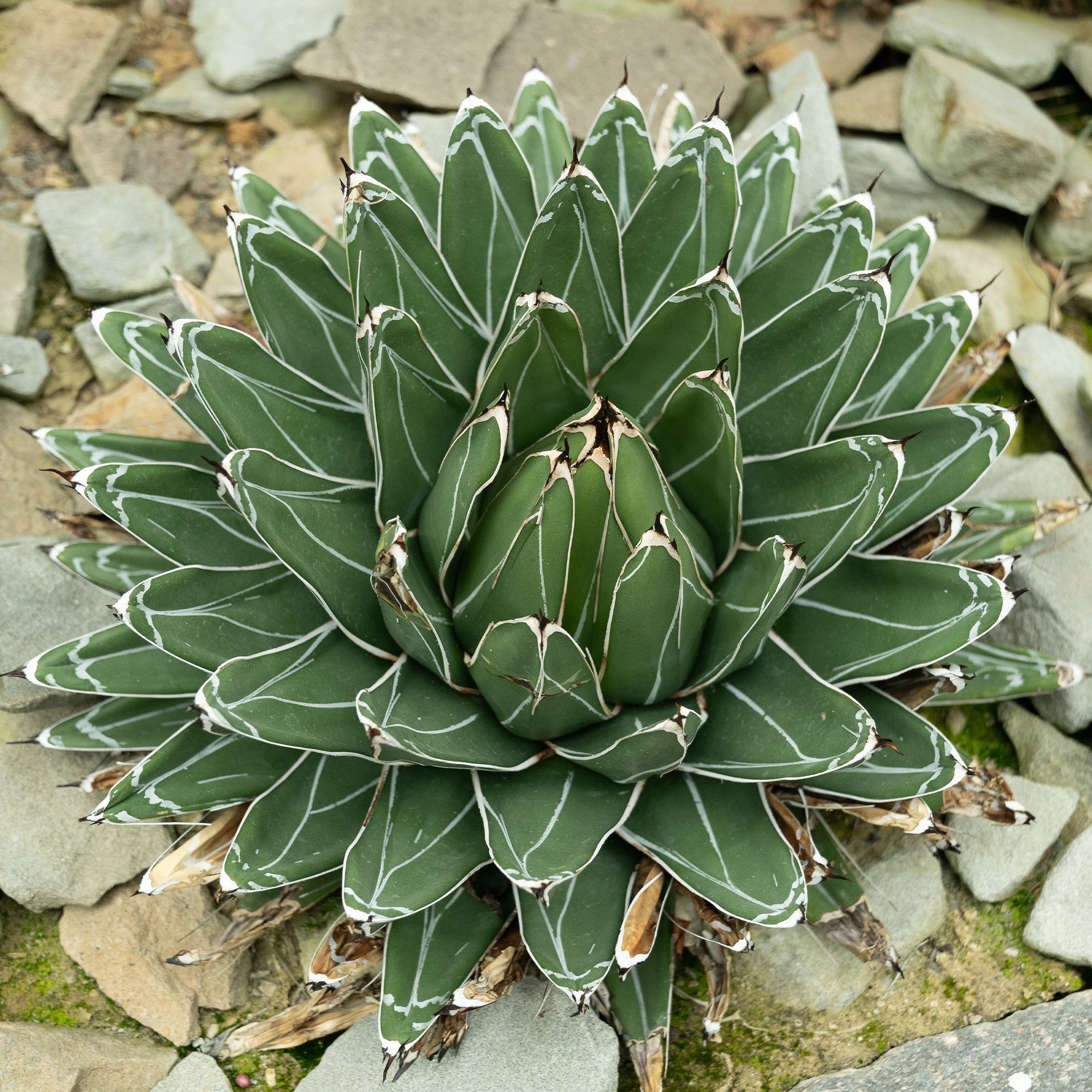 Miniatuur 1