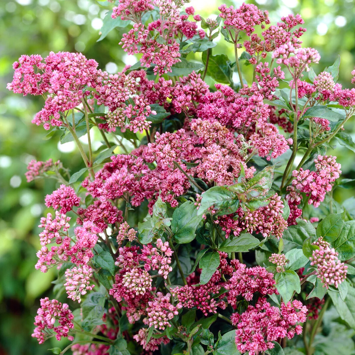 Koninginnekruid - Image 4
