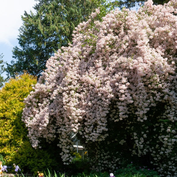 Koninginnestruik - Image 3