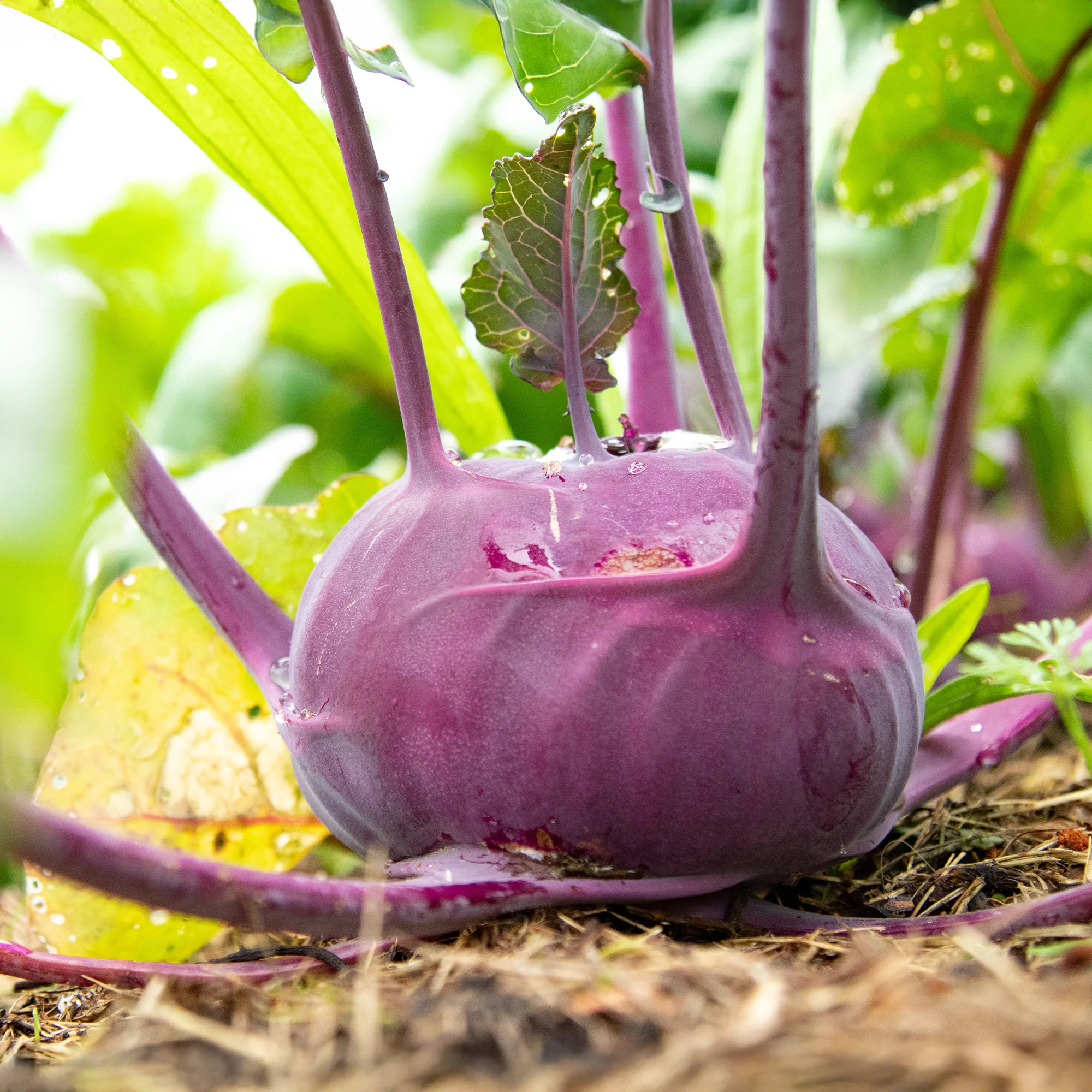 Koolrabi Blaro Bio