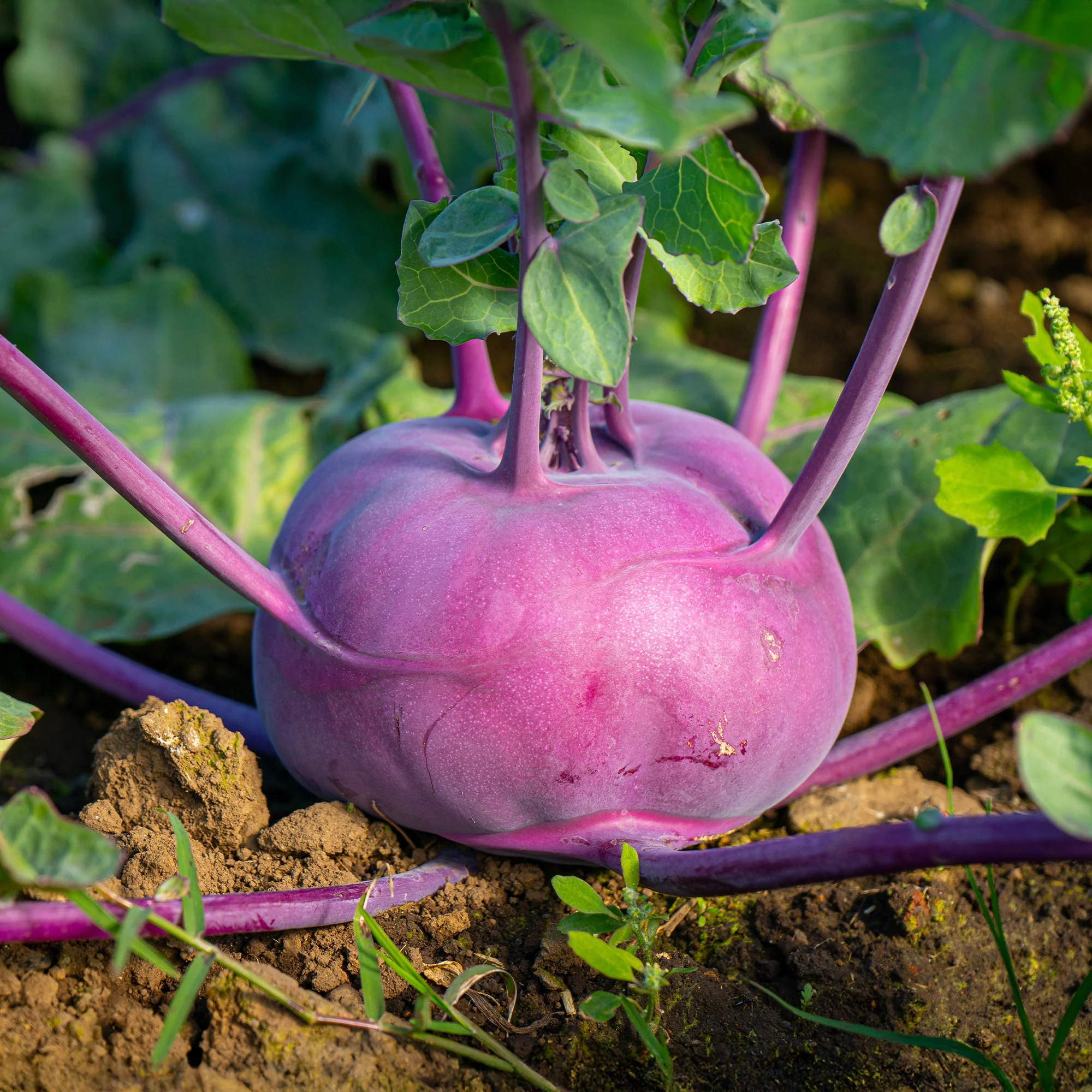 Koolrabi Blaro Bio - Image 2
