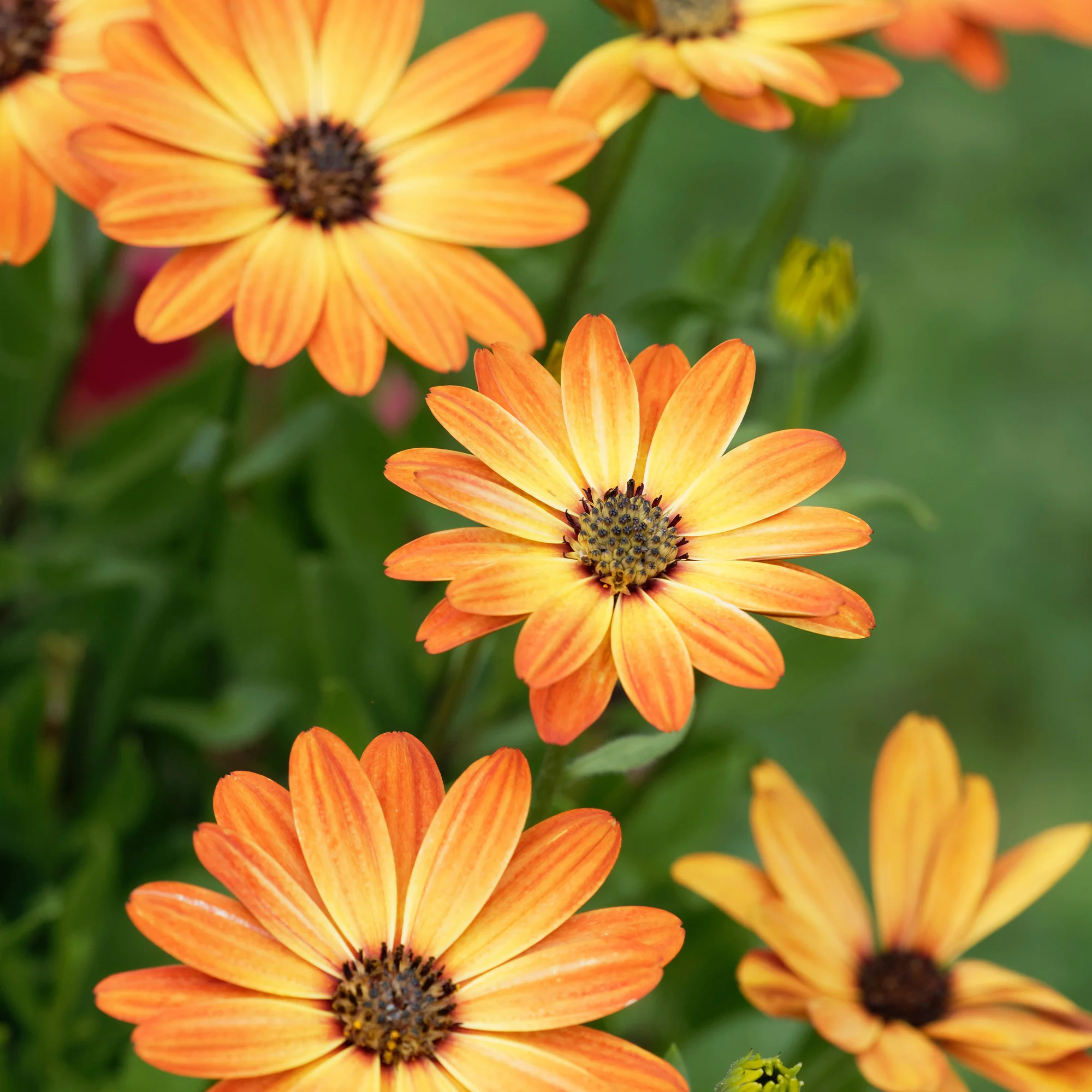 Koranje kaapse margriet