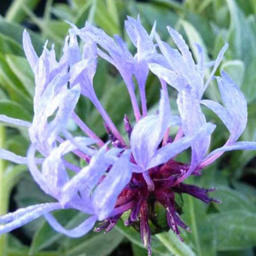 Korenbloem bergblauw