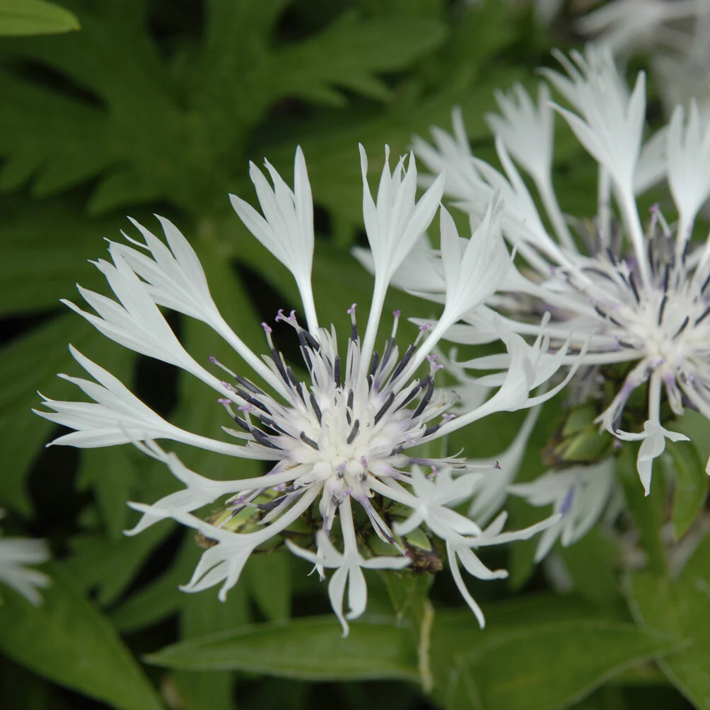 Korenbloem 'Alba' - Image 2