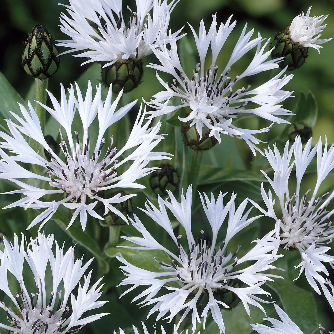 Korenbloem 'Alba' - Image 3