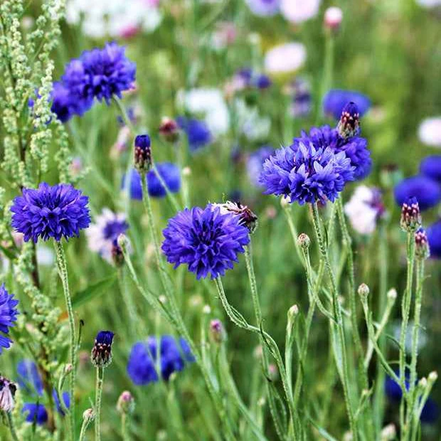 Korenbloem 'Blue Boy'
