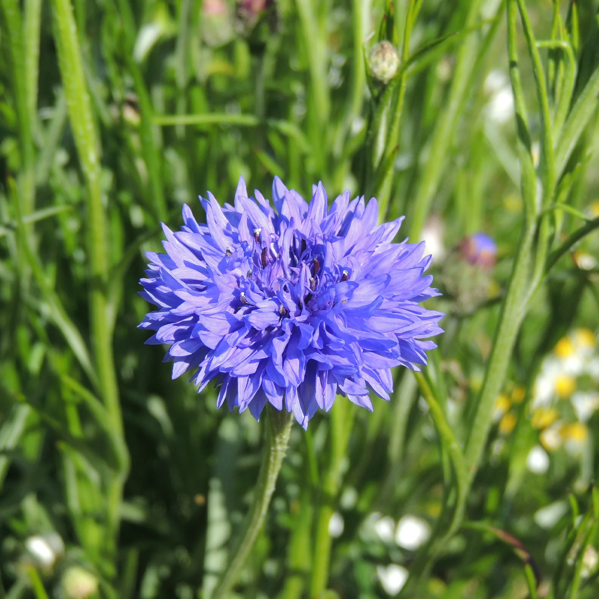 Korenbloem 'Blue Boy' - Image 2
