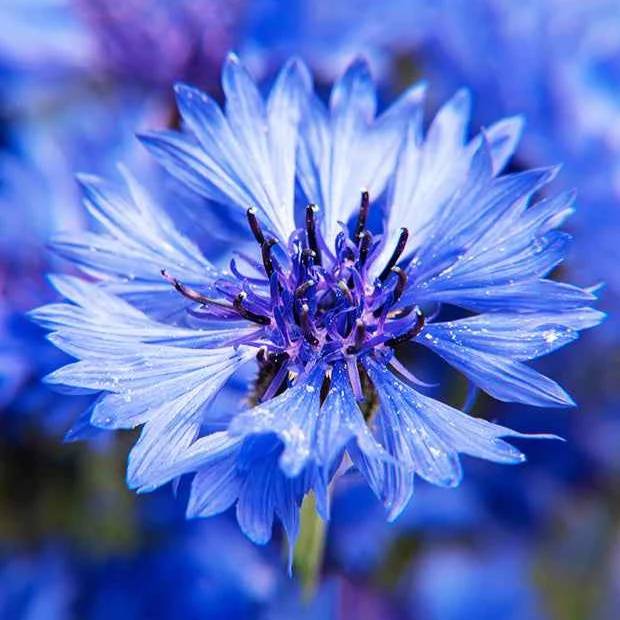 Korenbloem 'Blue Boy' - Image 3