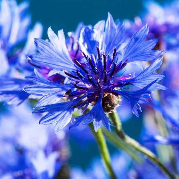 Korenbloem 'Blue Boy' - Image 4