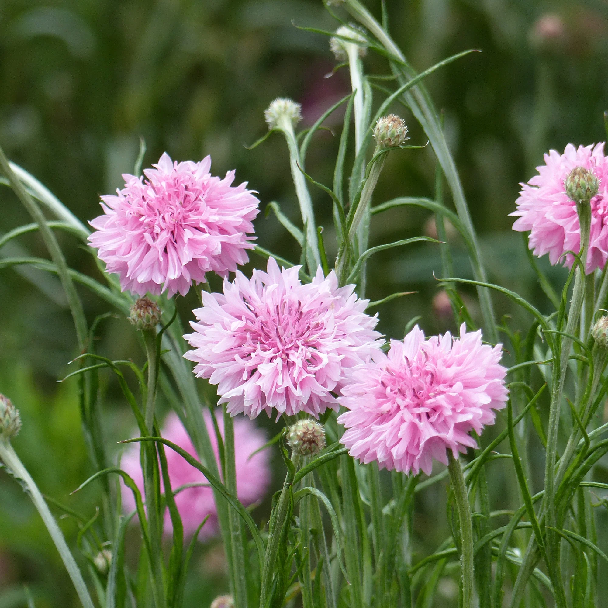 Korenbloem Pinkie