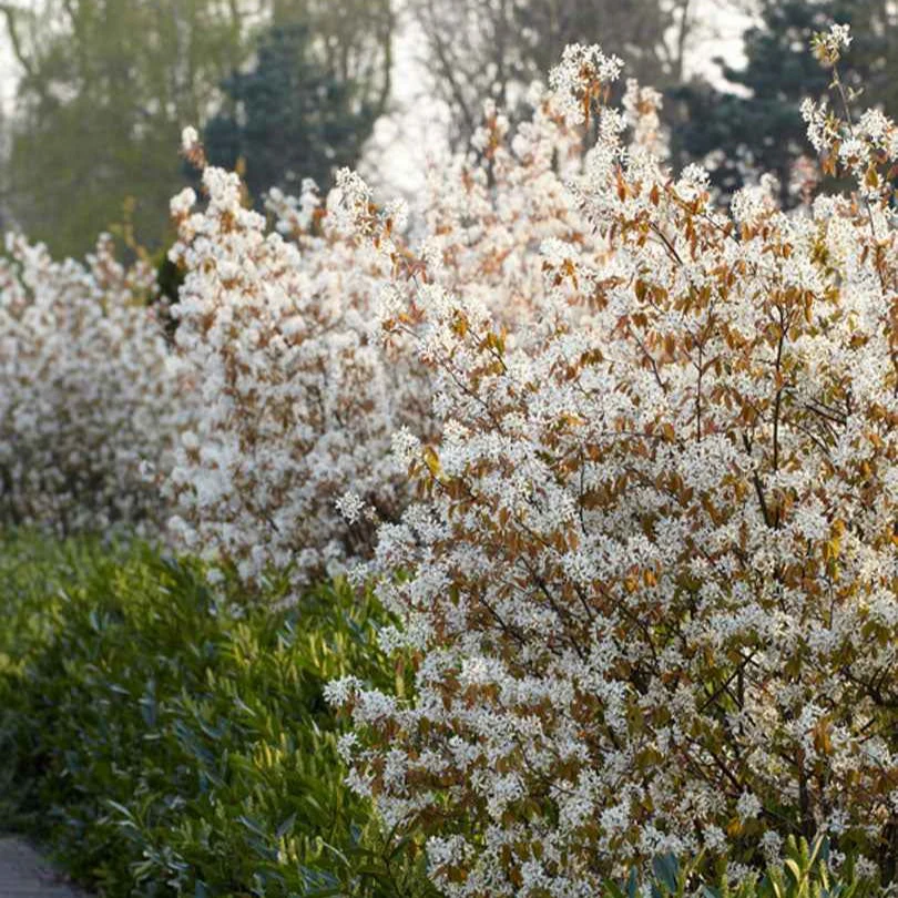 Krentenboom - Image 10