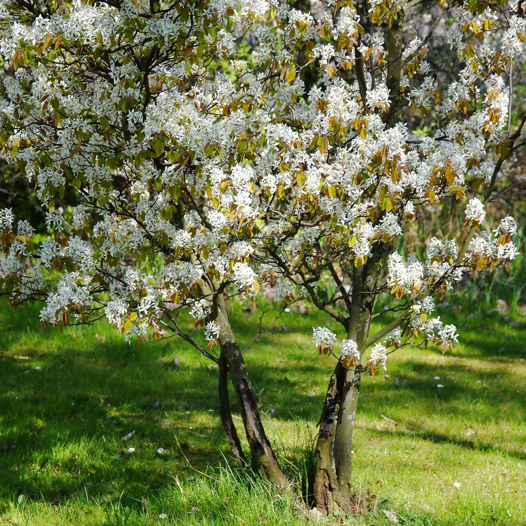 Krentenboom - Image 3
