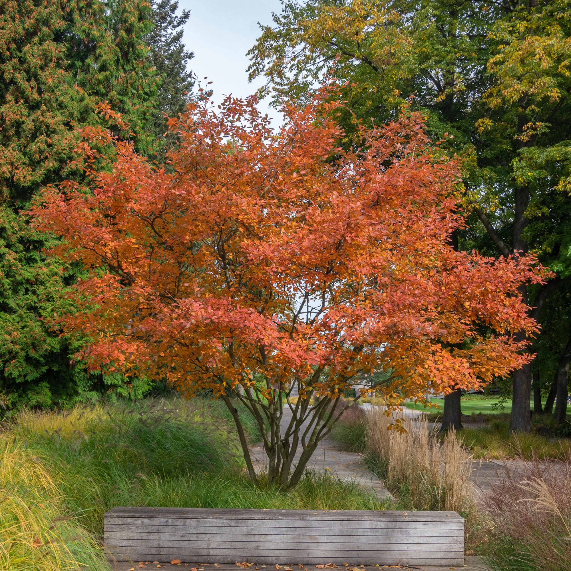 Krentenboom - Image 4