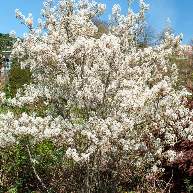Krentenboom - Image 5