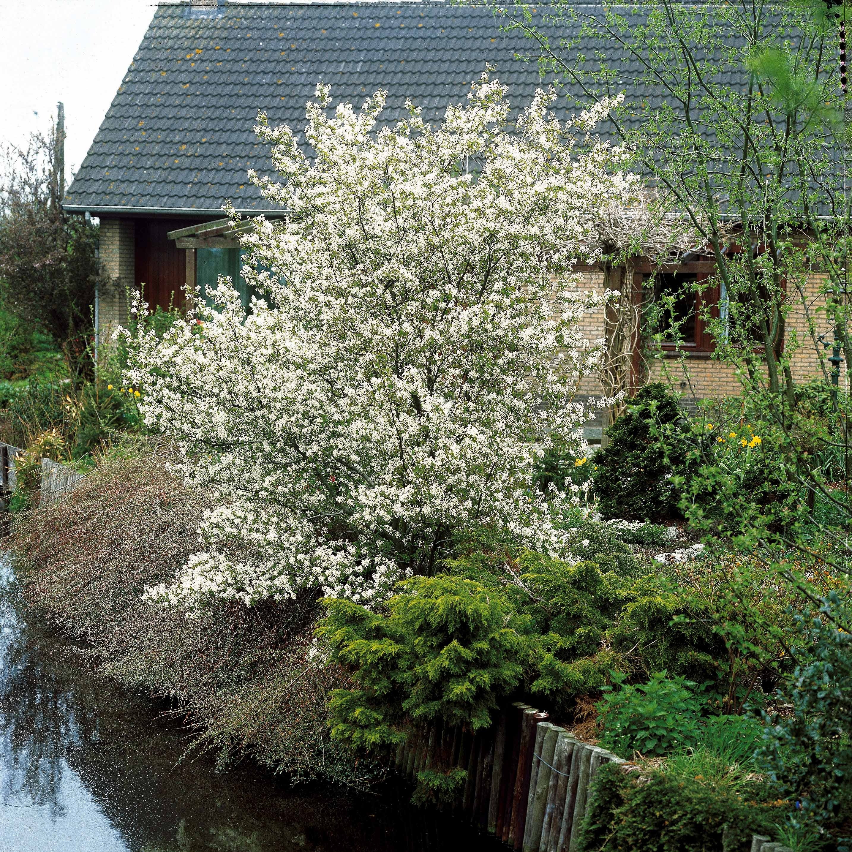 Krentenboom - Image 8