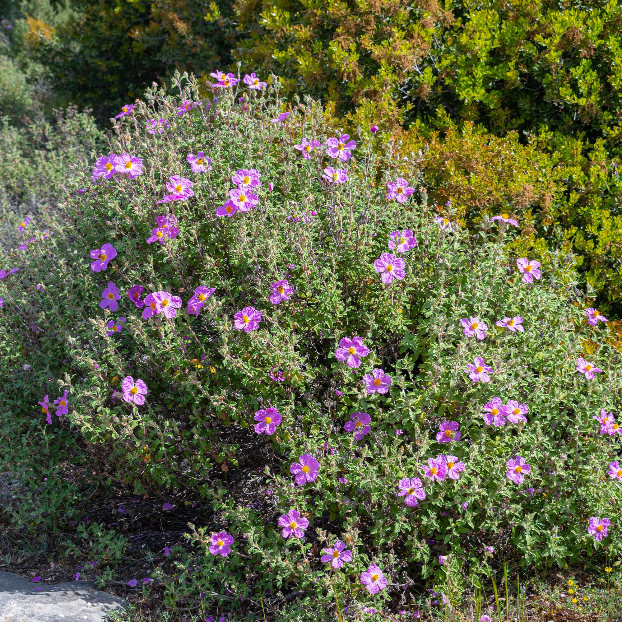 Kretenzische cistus