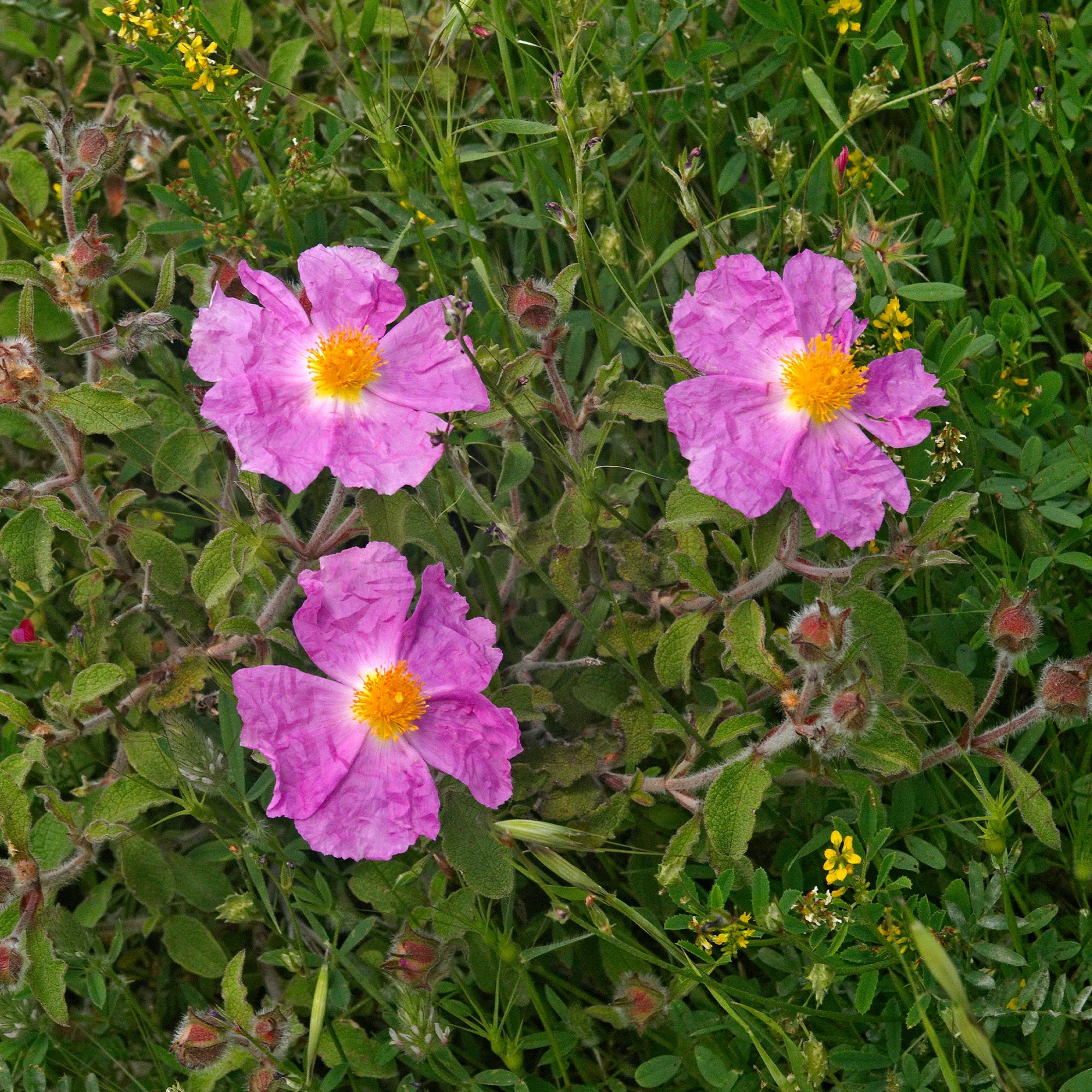 Kretenzische cistus - Image 2