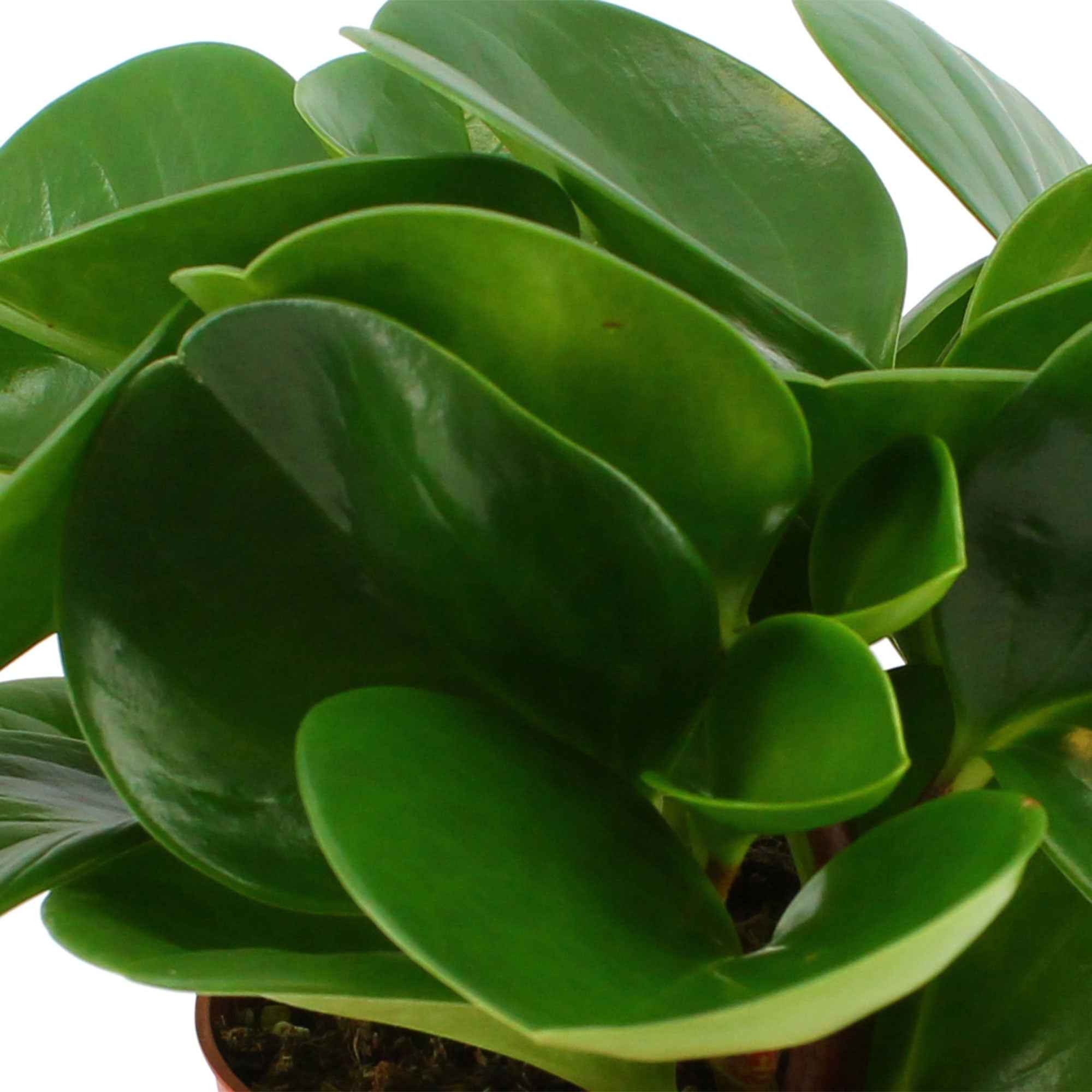 Krokodillentranen Peperomia obtusifolia - Image 2