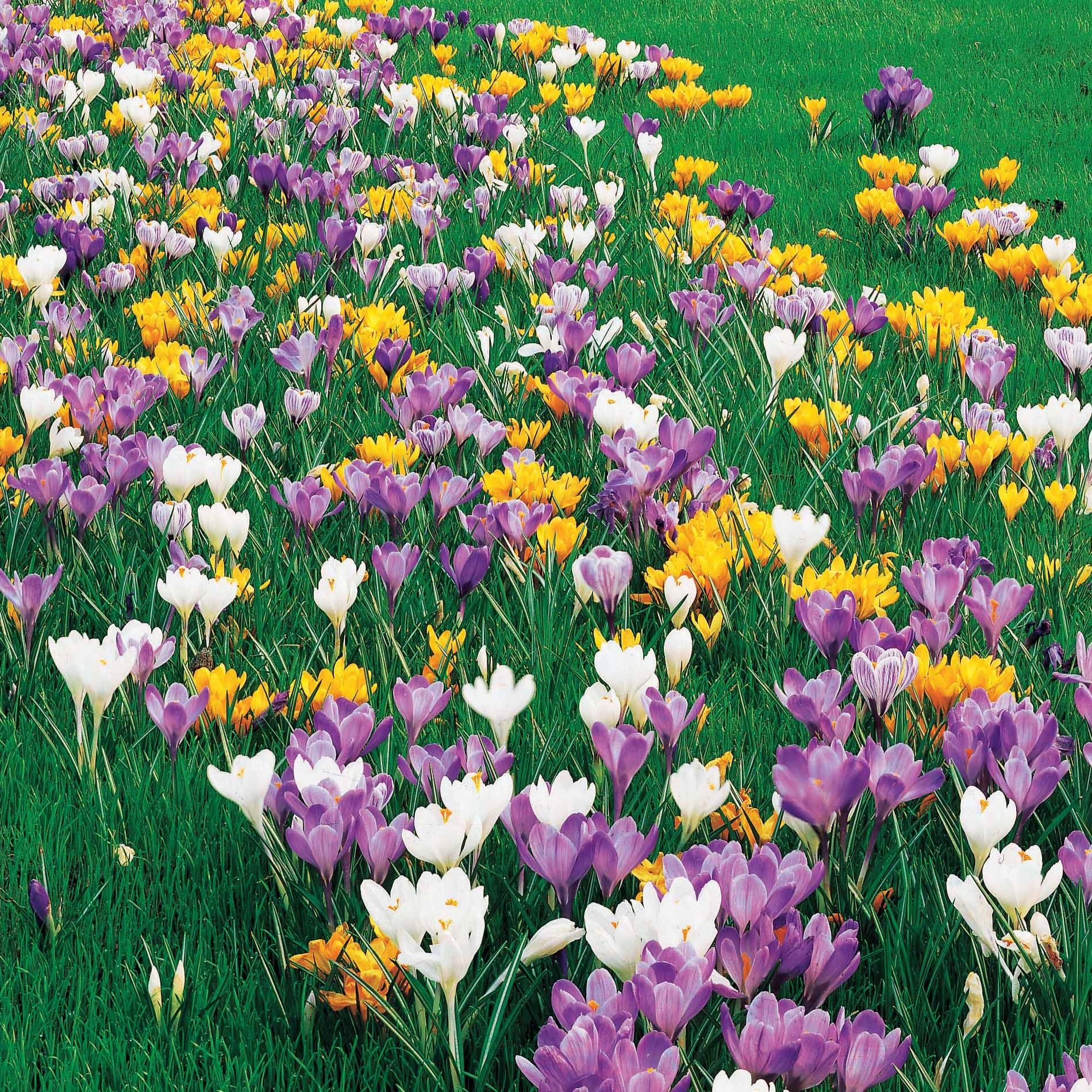100 Krokus Grootbloemig gemengd - Image 2