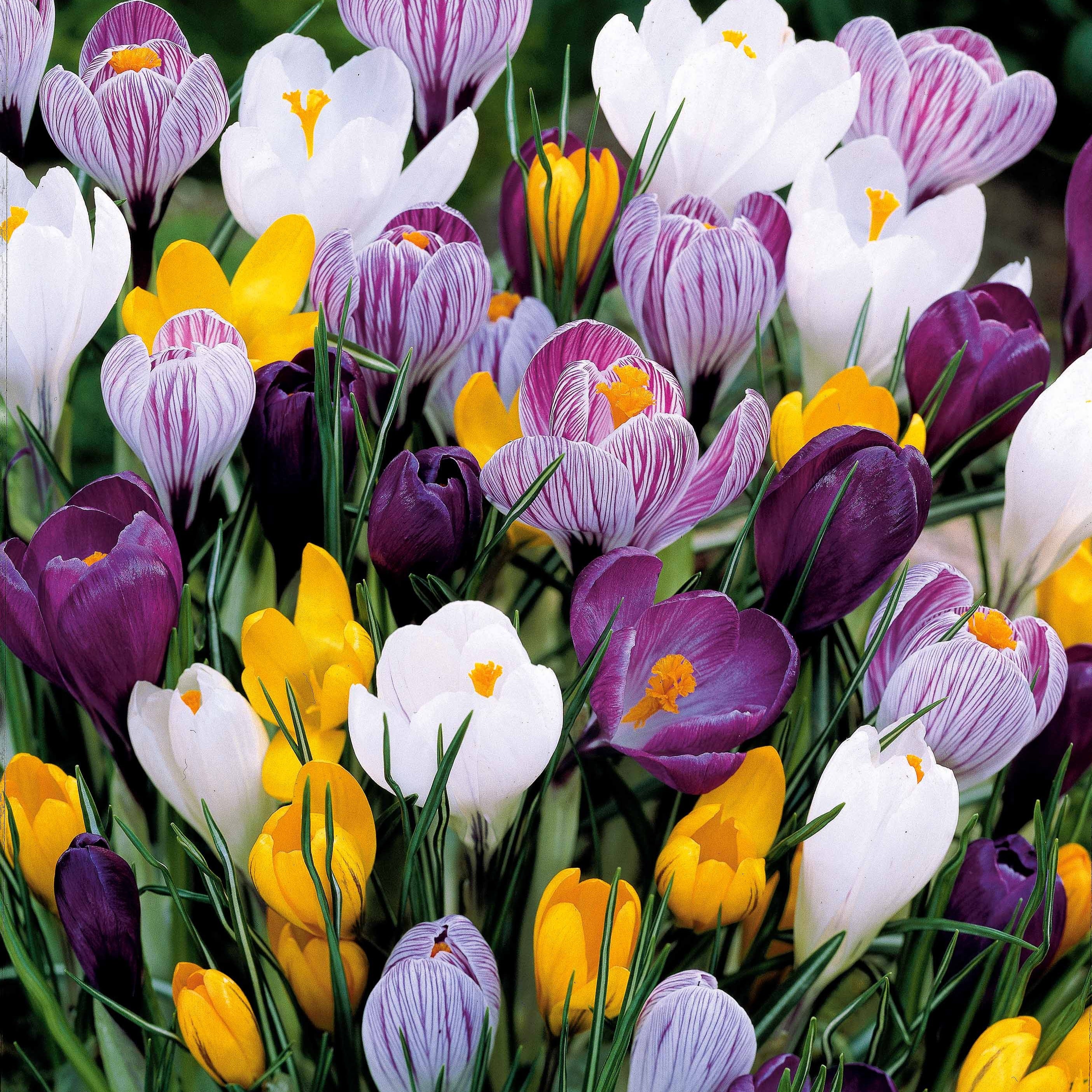 100 Krokus Grootbloemig gemengd - Image 3