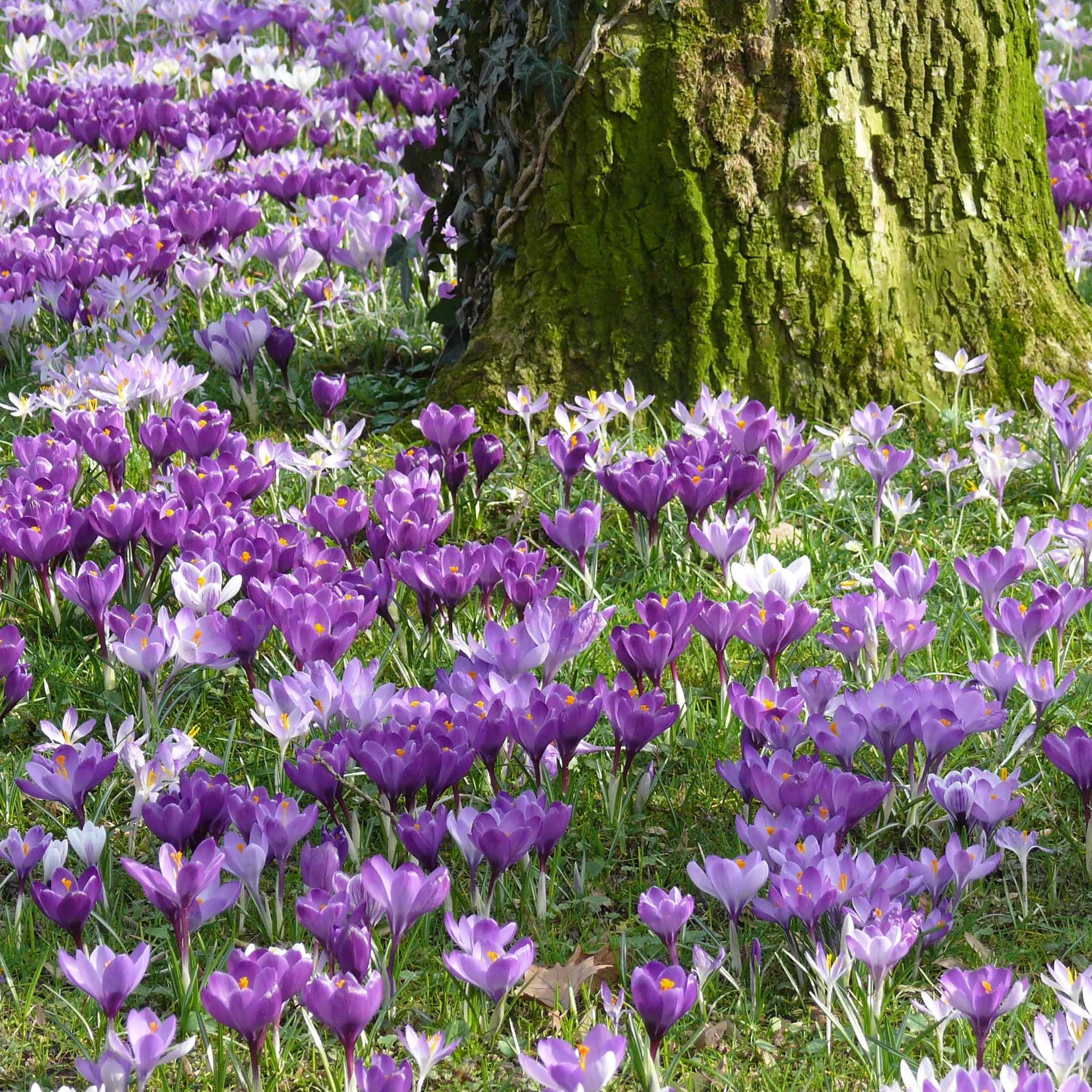 100 Krokus Grootbloemig gemengd - Image 4