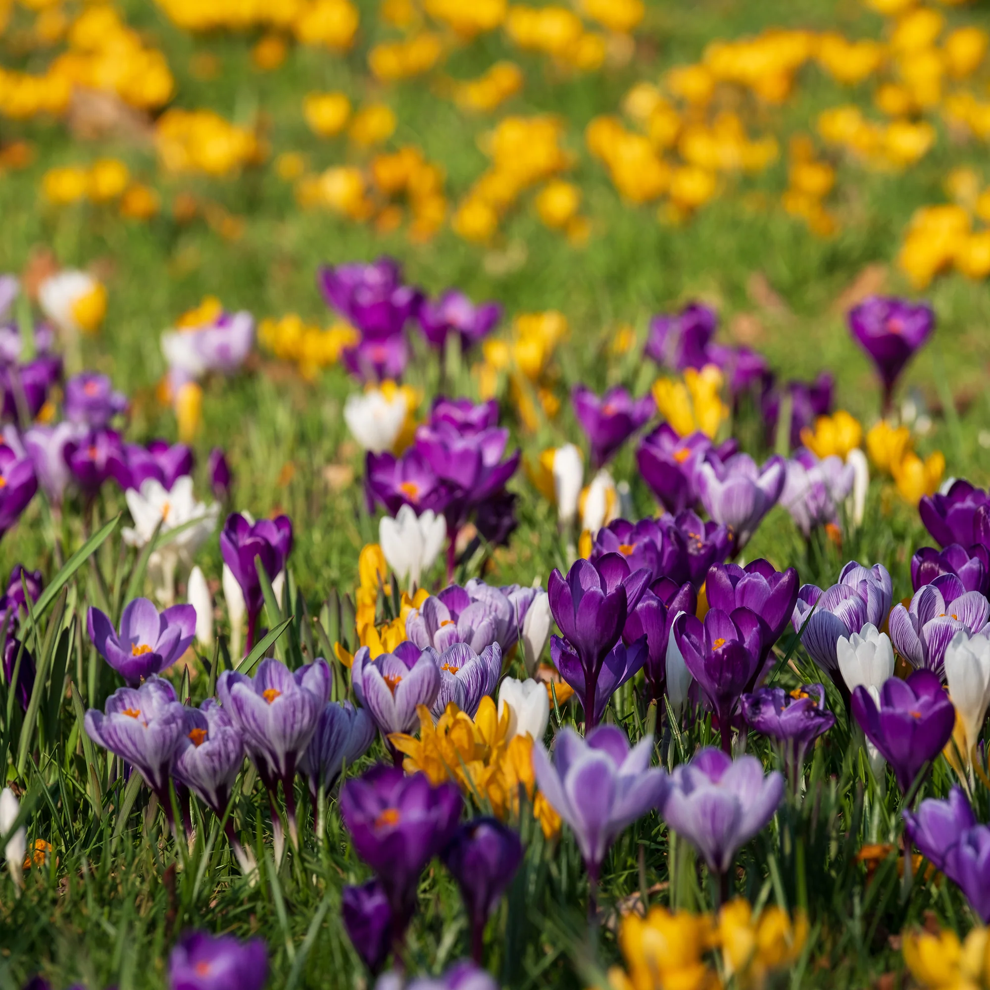 Krokus Grootbloemig gemengd