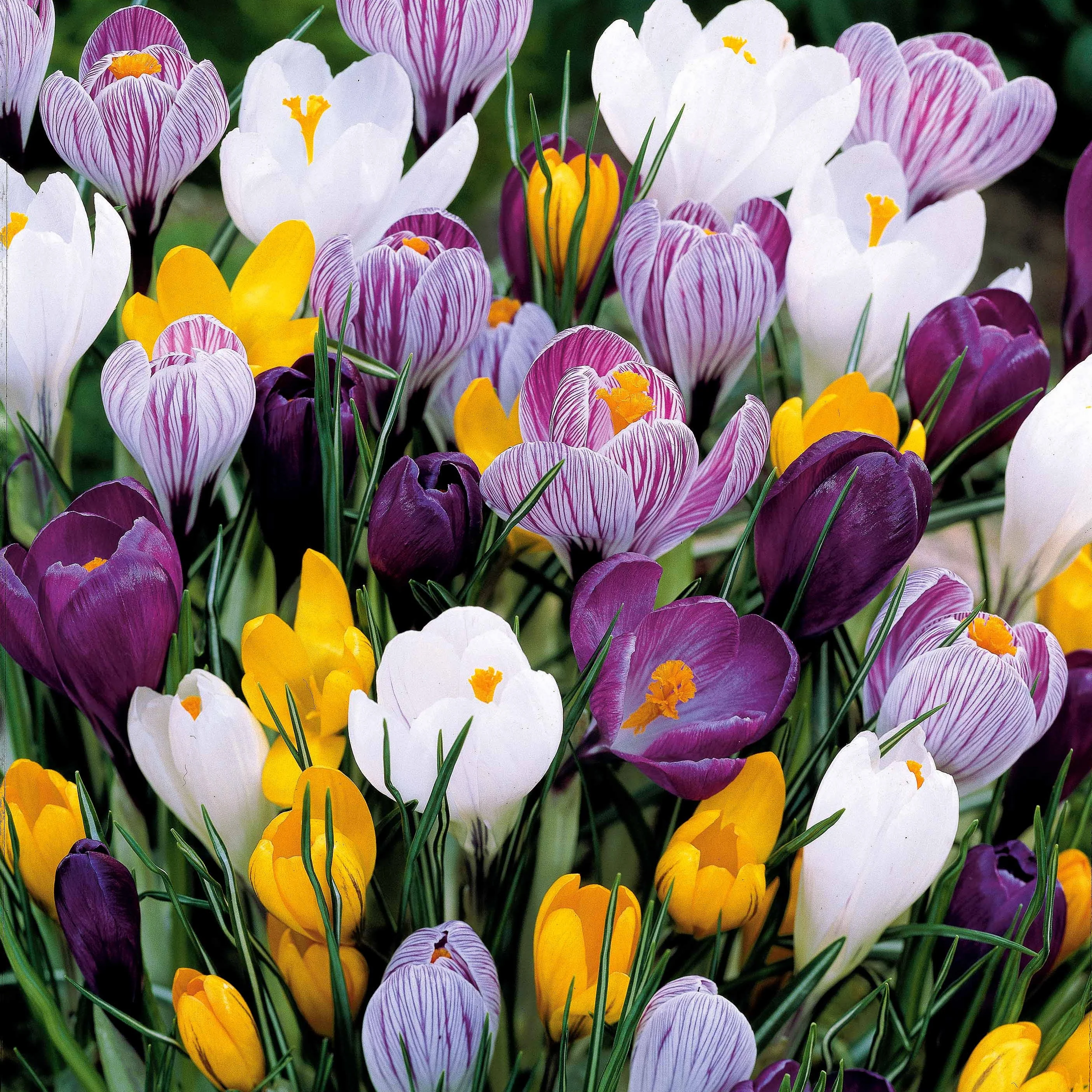 Krokus Grootbloemig gemengd - Image 2