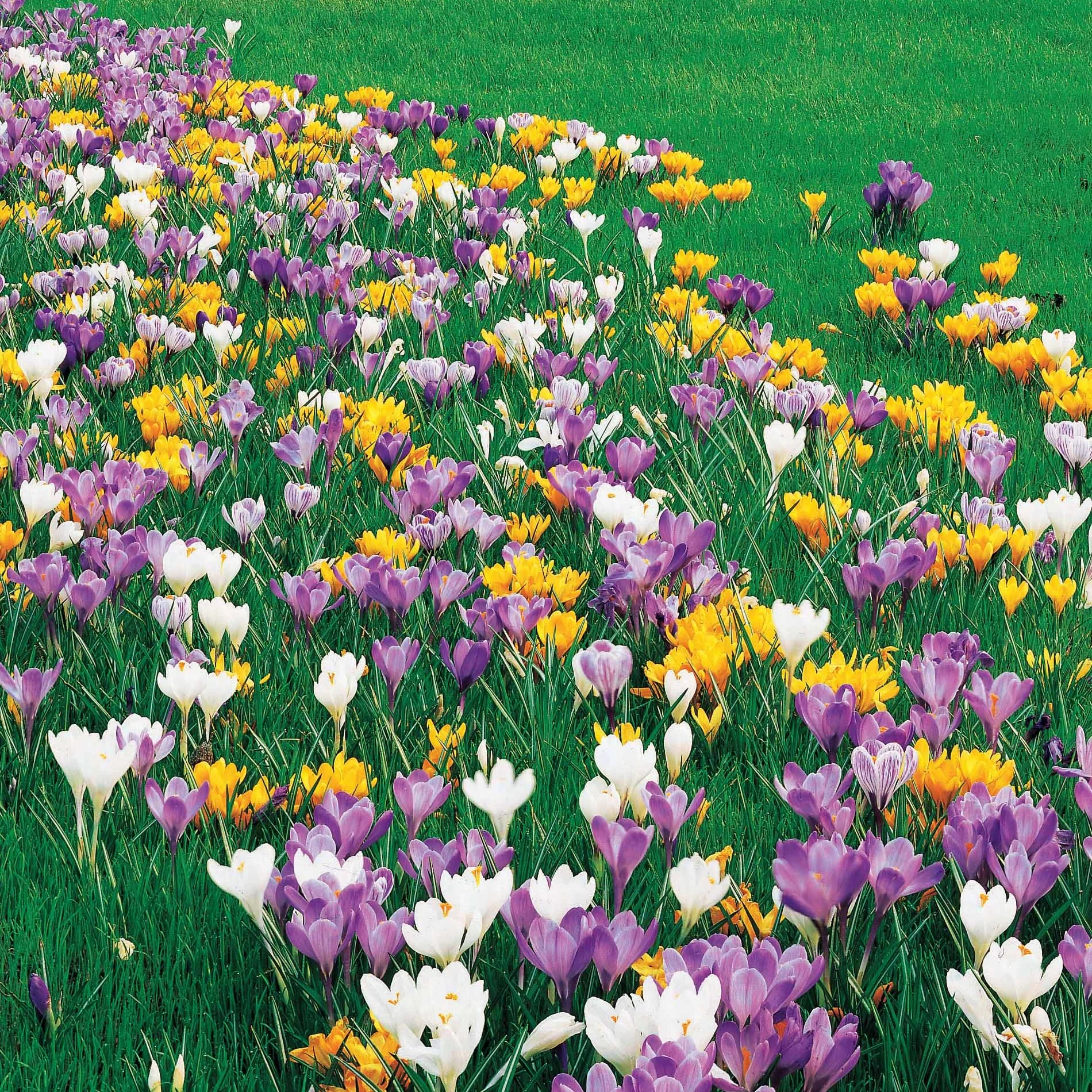 Krokus Grootbloemig gemengd - Image 3