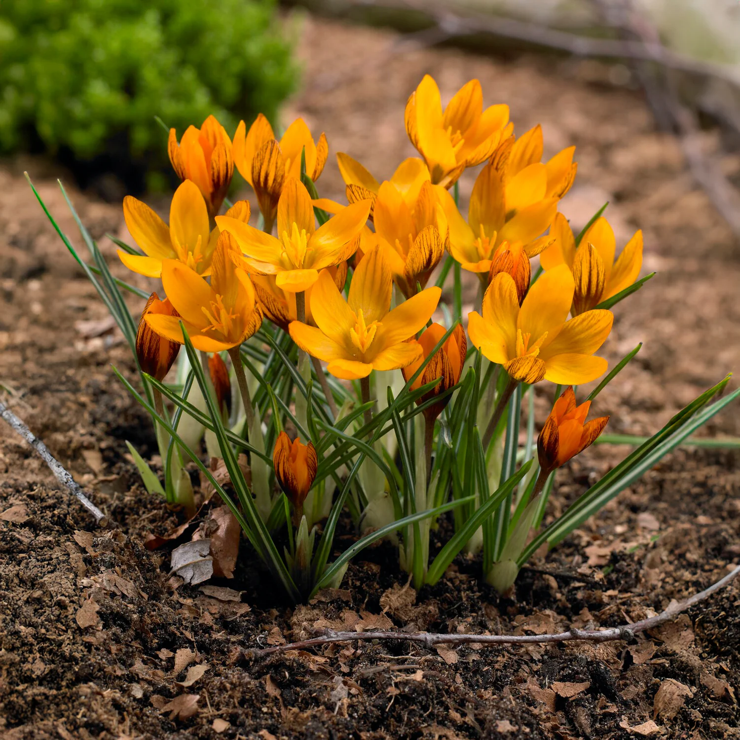Krokus 'Orange Monarch' (x15) - Image 3