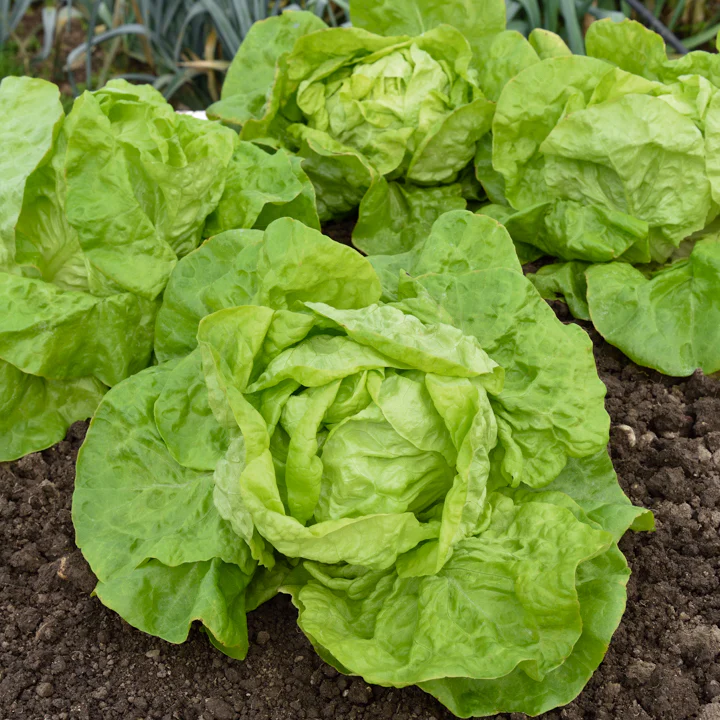 Kropsla 'Dikke blonde traagschietende'