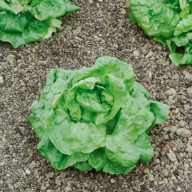 Kropsla 'Gaardenier' - Image 2