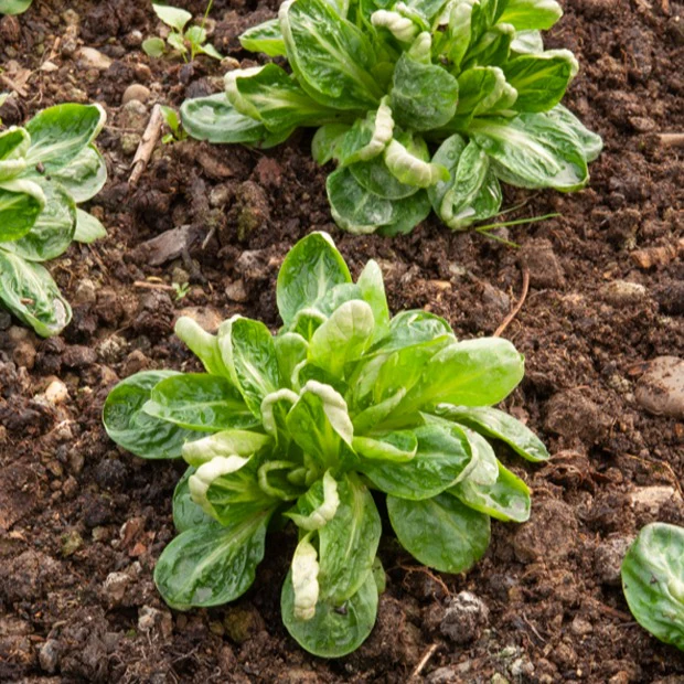 Kropsla 'Groene van Louviers'