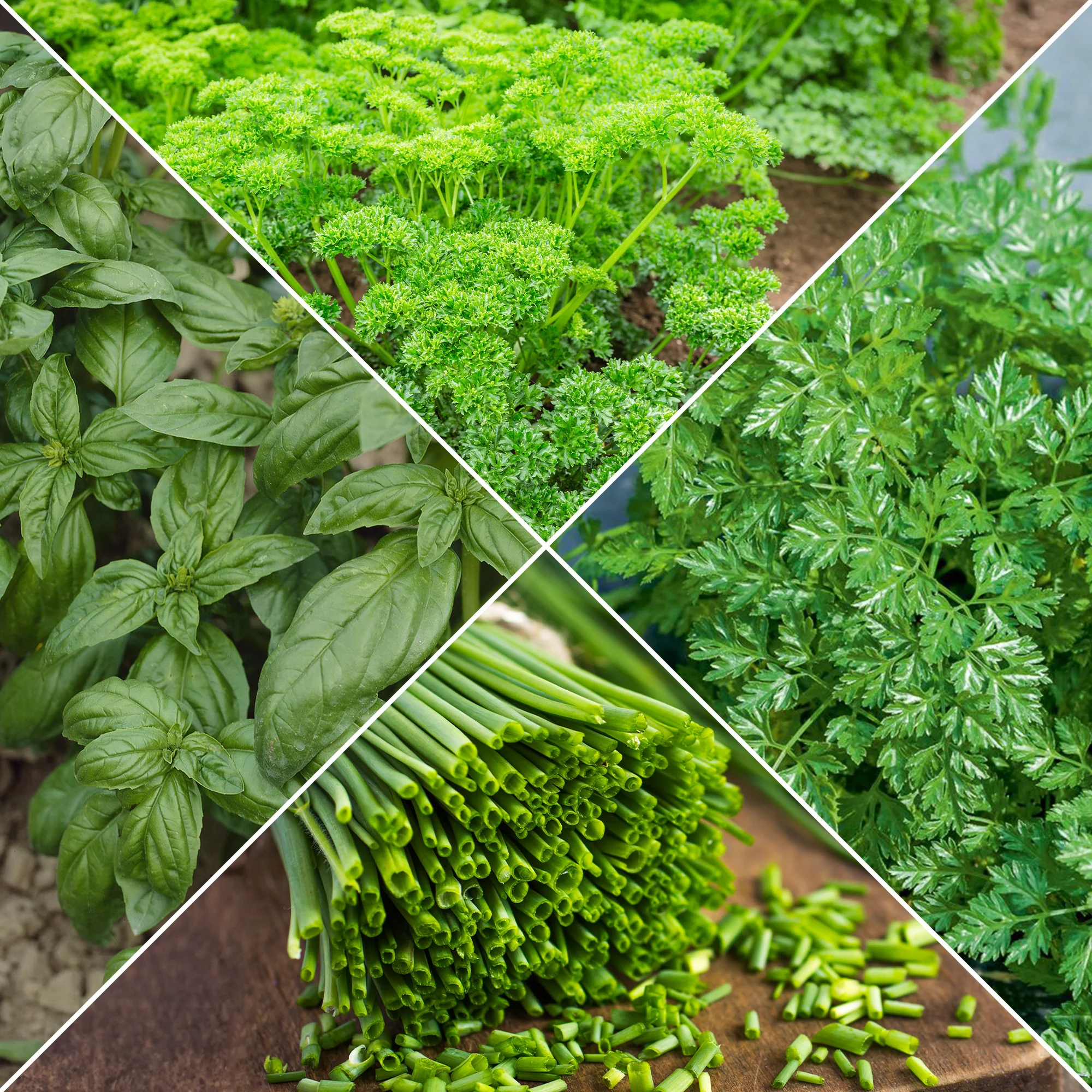 Kruiden Mix 'Peterselie, Basilicum, Kervel, Bieslook'