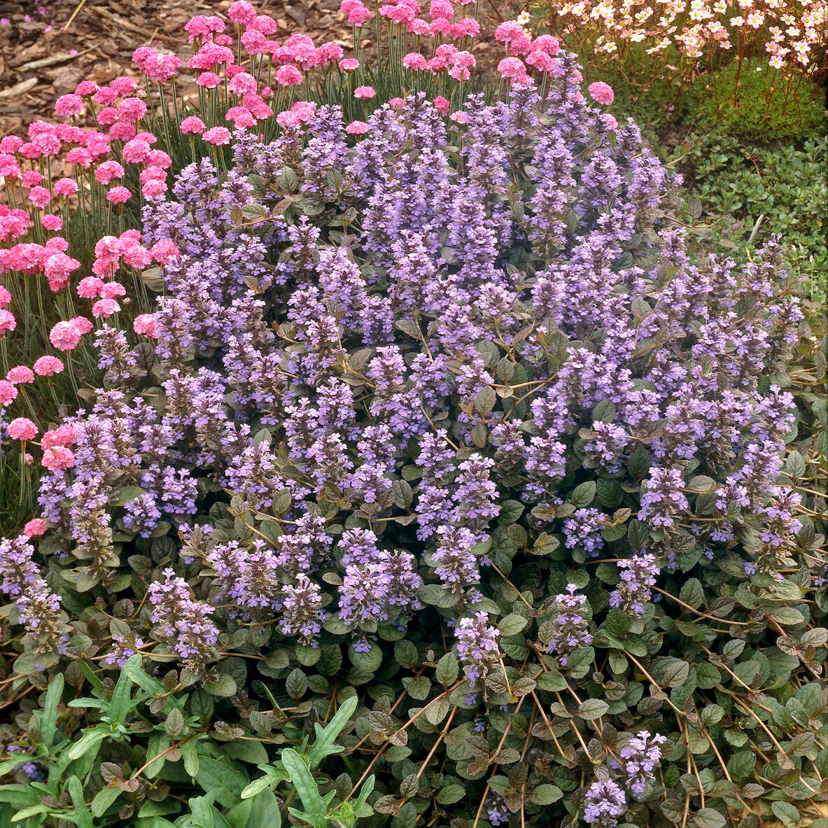 Kruipend zenegroen 'Atropurpurea' - Image 3