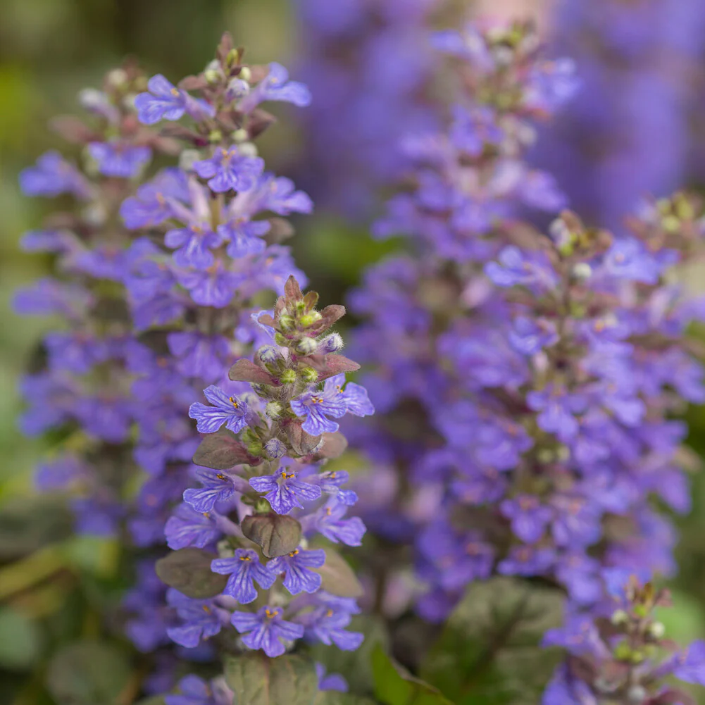 Kruipend zenegroen 'Atropurpurea' - Image 4