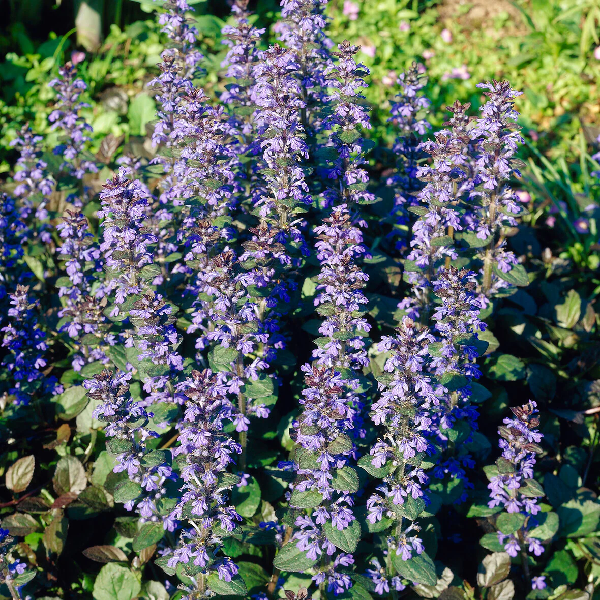 Kruipend zenegroen 'Atropurpurea' - Image 5