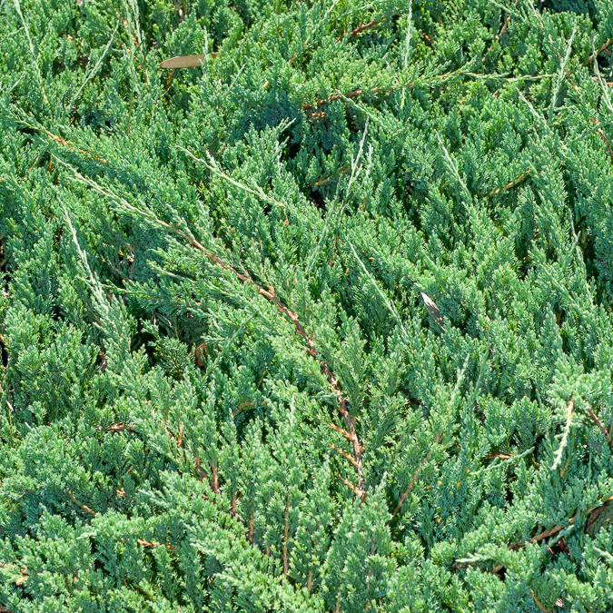 Kruipjeneverbes Blue Chip