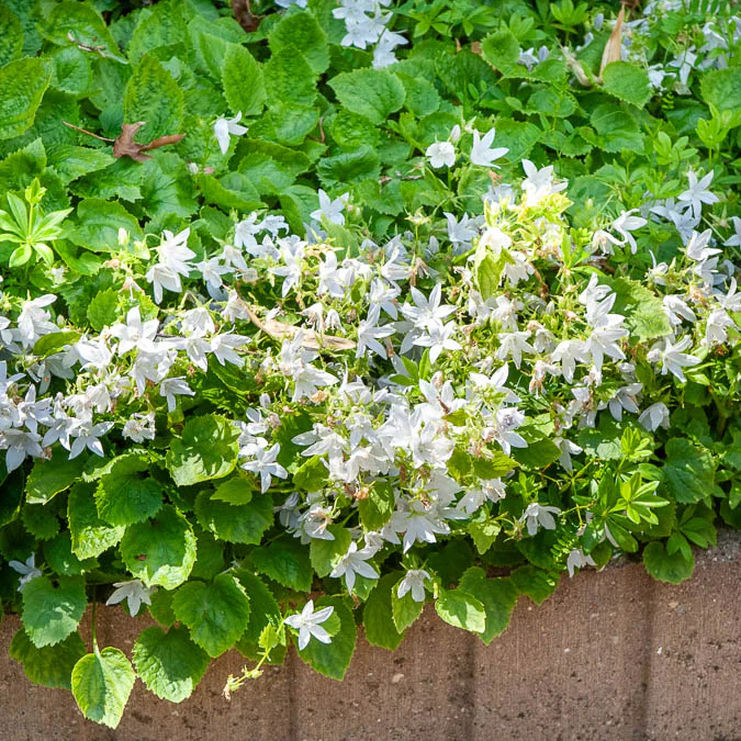Kruipklokje 'E.H. Frost'
