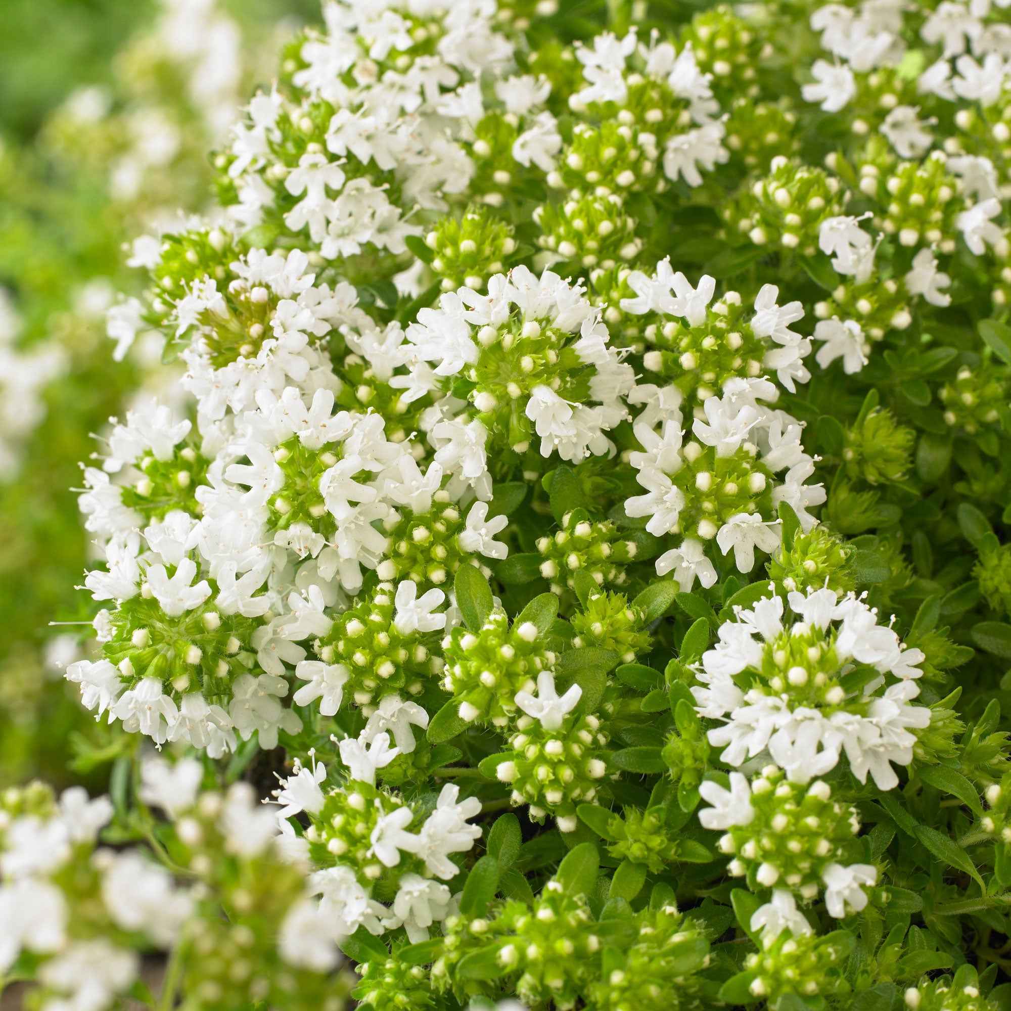 Kruiptijm 'Albiflorus'