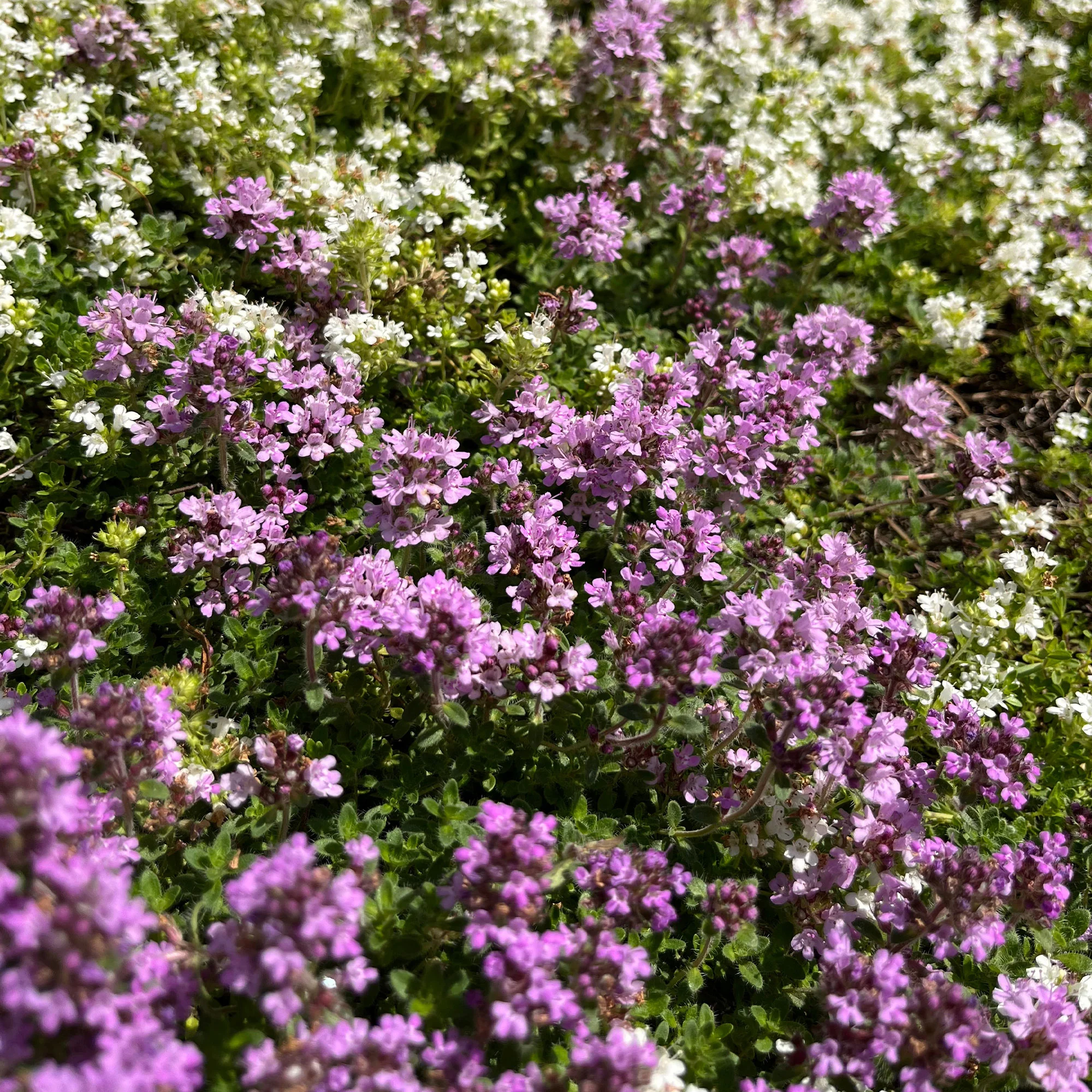 Kruiptijm 'Coccineus'