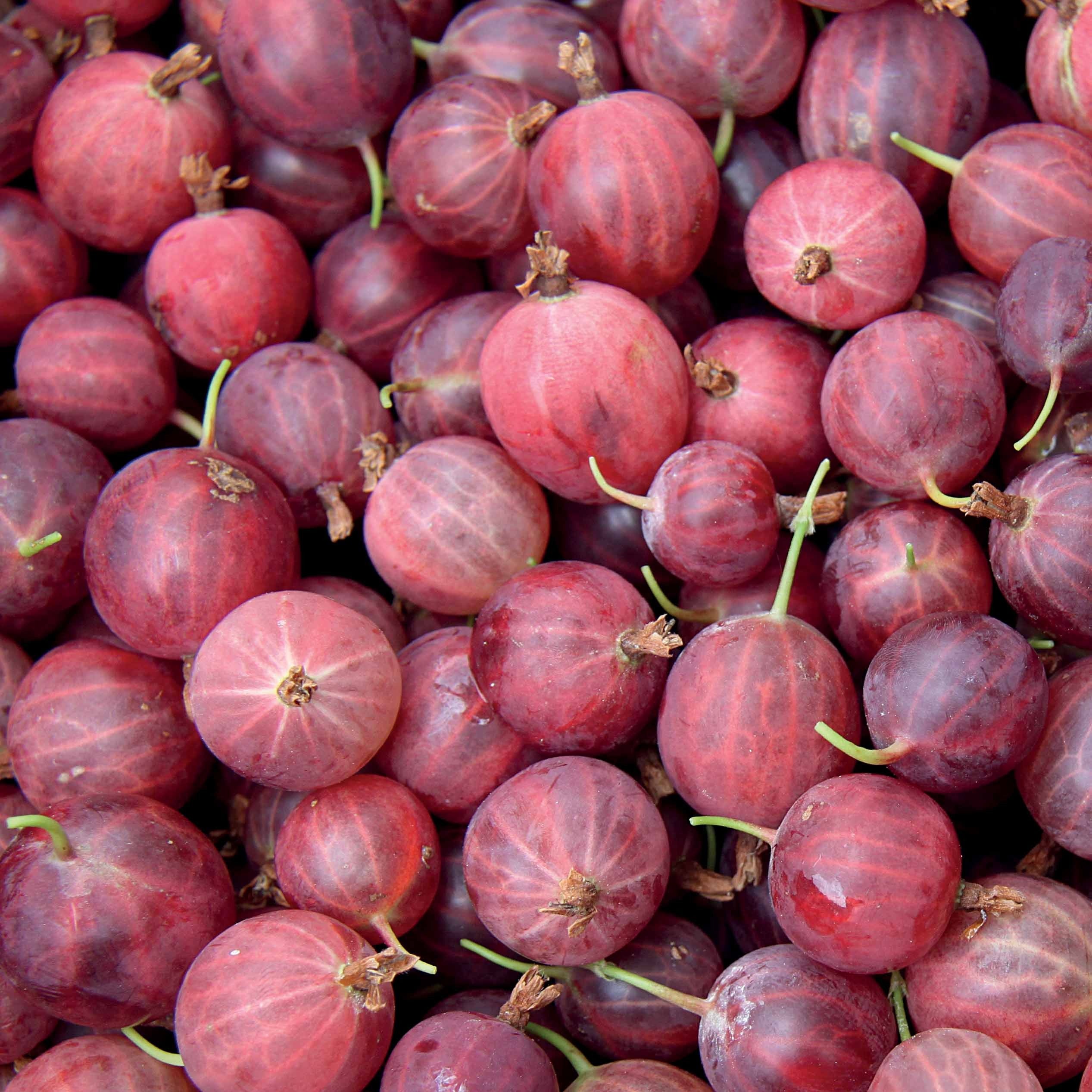 Kruisbes