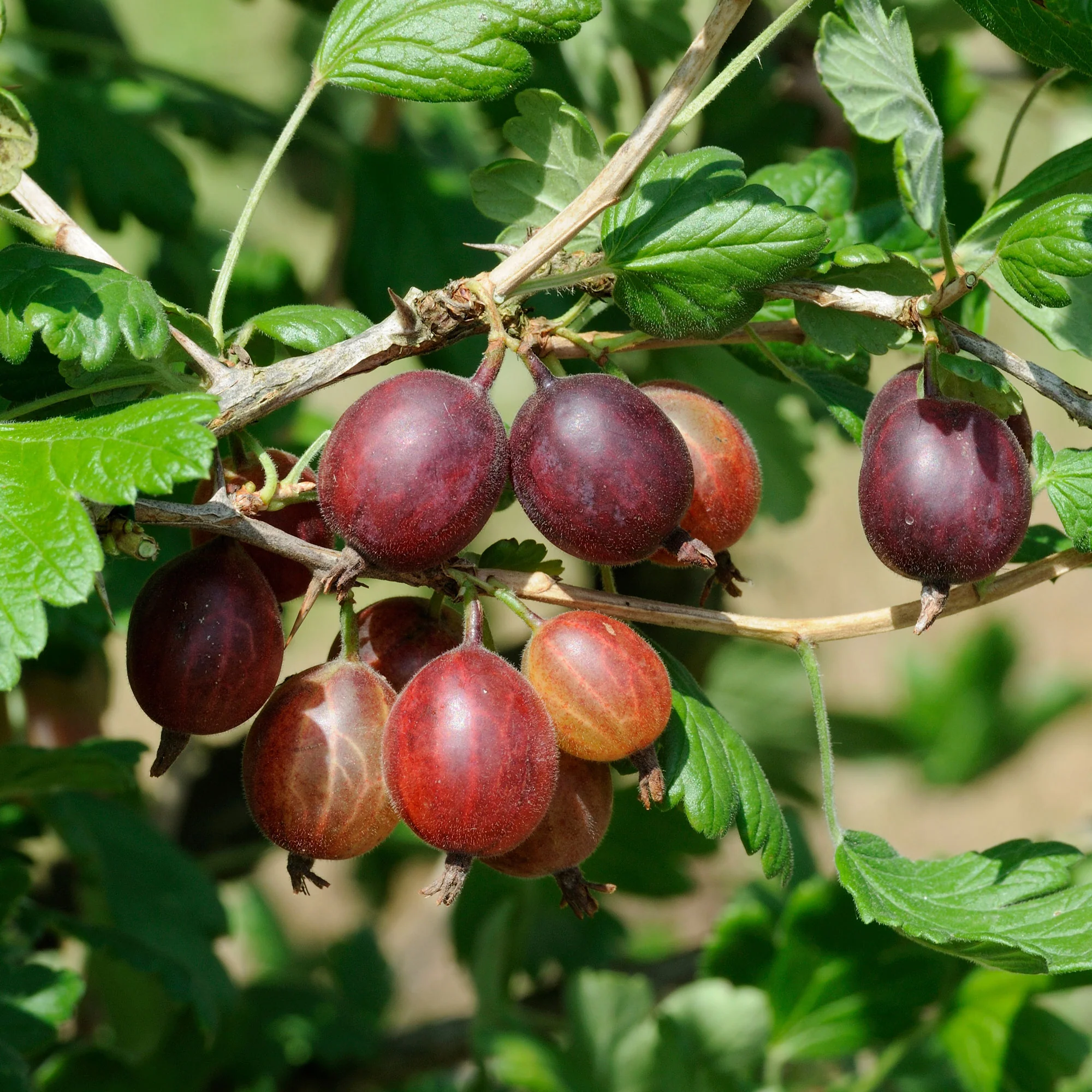 Kruisbes 'Captivator'