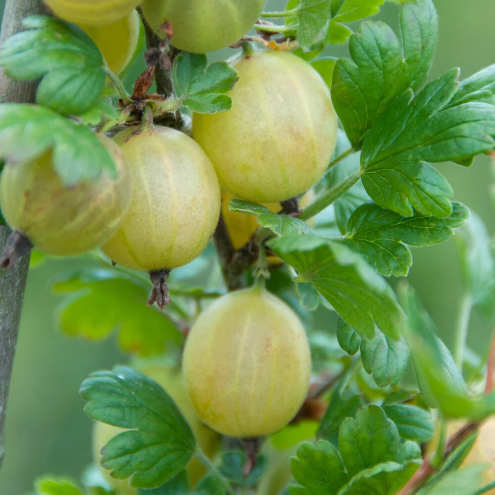 Kruisbes 'Hinnonmäki Grün'