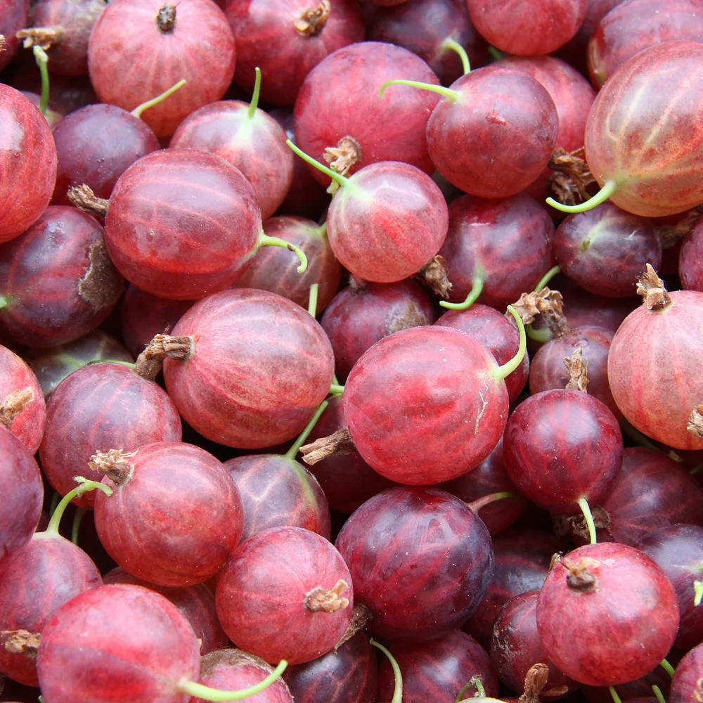 Kruisbes 'Hinnonmäki Röd'
